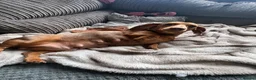 Dachshund dogs for sale: Very small miniature dachshund girl - Advert 1