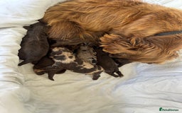 Cockapoo dogs for sale: F1 cockapoo puppies  - Image 9