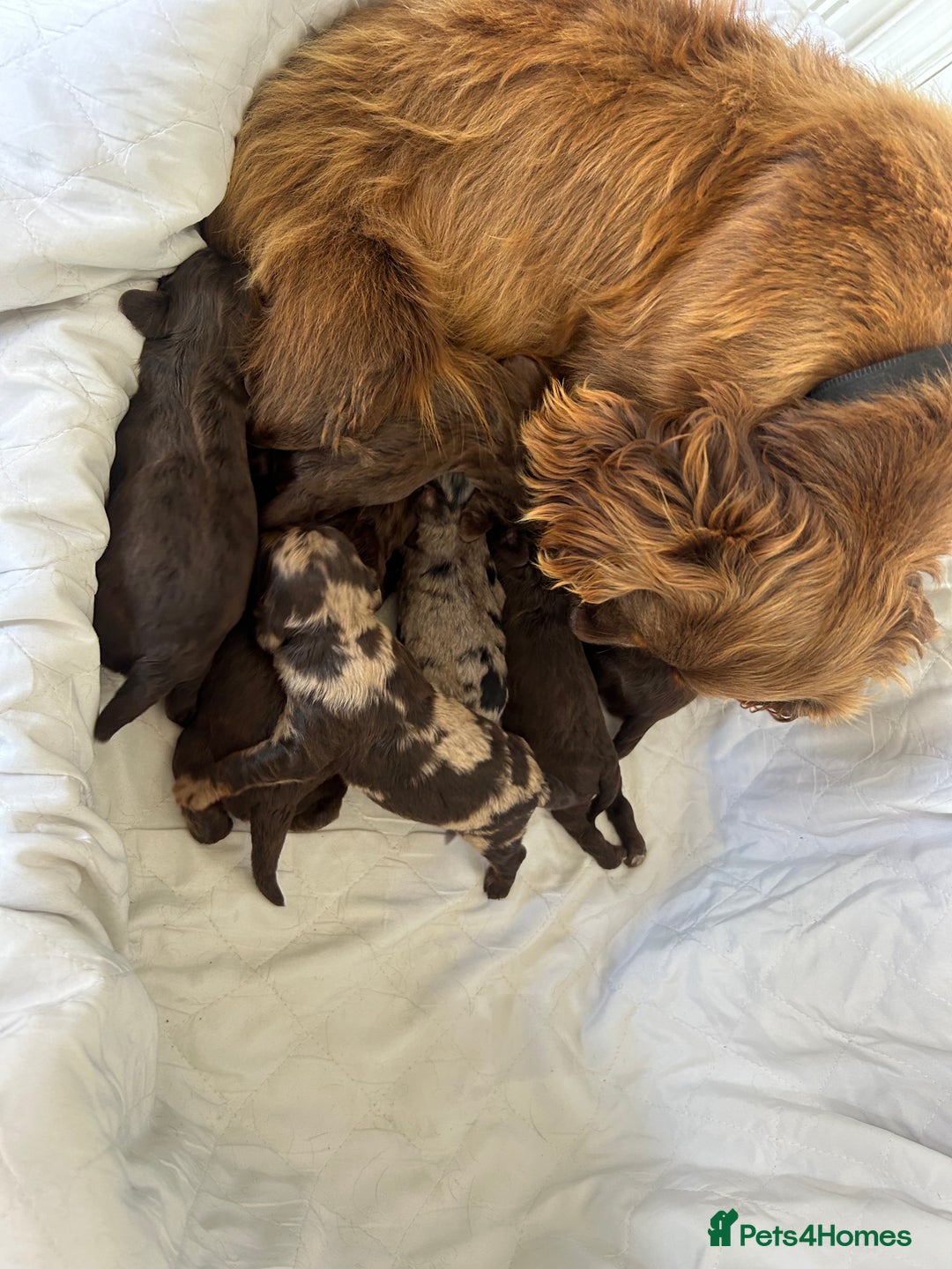 Cockapoo dogs for sale: F1 cockapoo puppies  - Image 9
