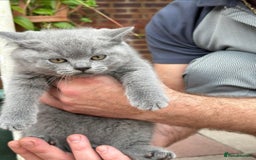 British Shorthair cats for sale: British Shorthair Blue kittens  - Image 9