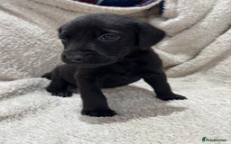 Labrador Retriever dogs for sale: Labrador Pups - Image 16