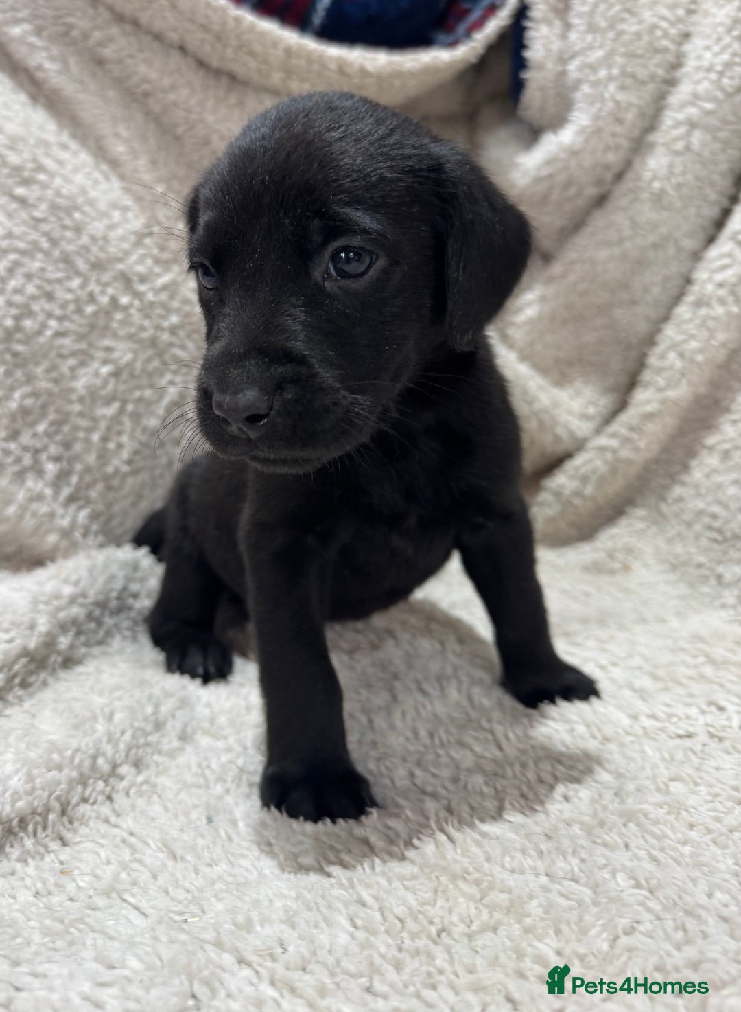 Labrador Retriever dogs for sale: Labrador Pups - Image 16