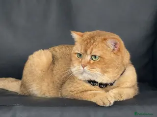 British Shorthair cats British Shorthair cat - Advert 13