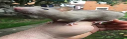 Rat rodents for sale: Rats various breeds male and female in Corby - Advert 22