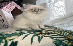 Ragdoll cats for sale: 1 Beautiful Purebred Male Ragdoll Kitten - Advert 5