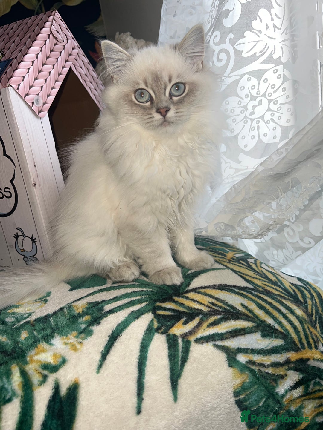 Ragdoll cats for sale: 1 Beautiful Purebred Male Ragdoll Kitten - Advert 5