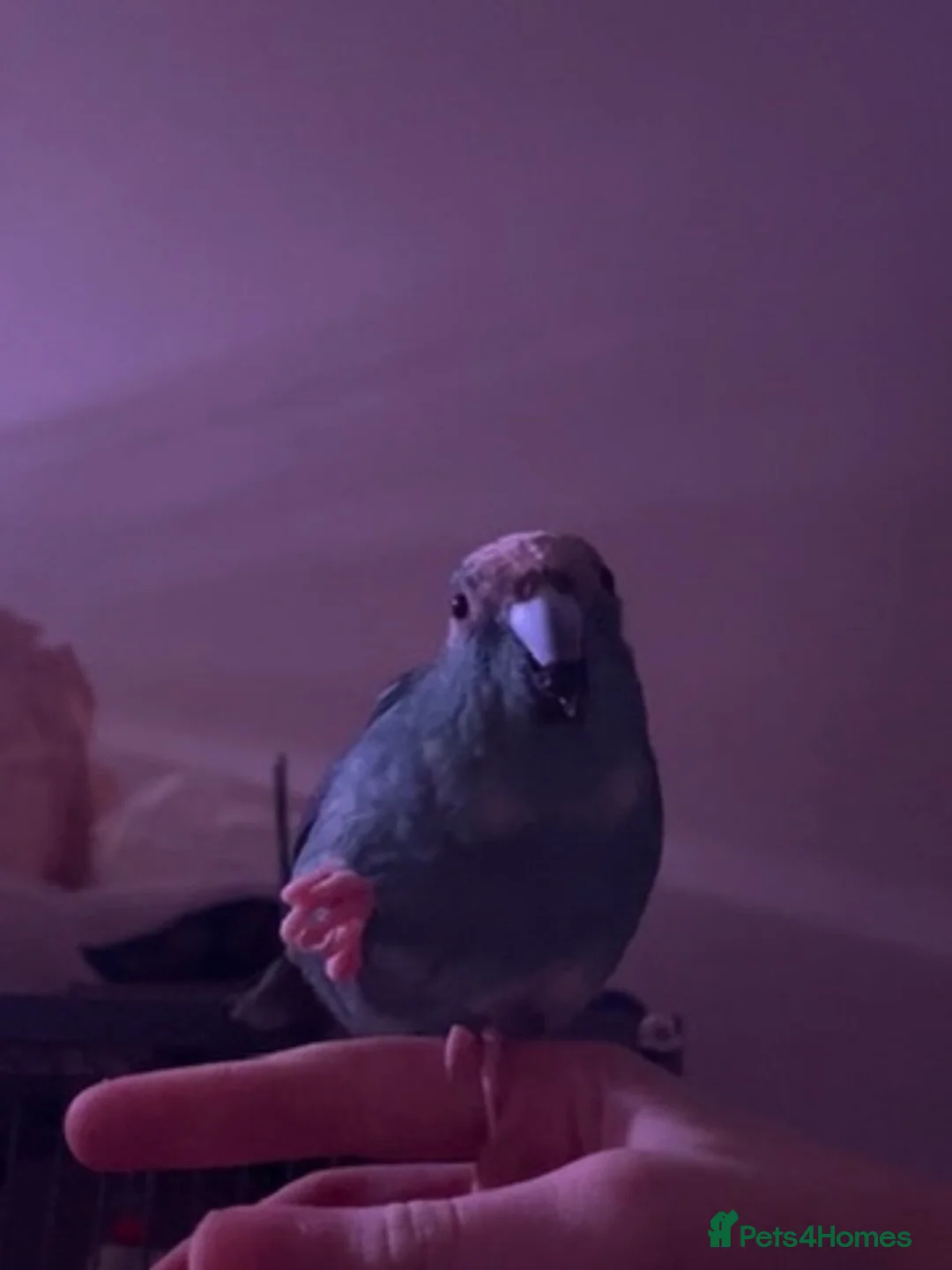 Mixed Breed birds for sale: 1 year old male kakariki in Huddersfield - Advert 2