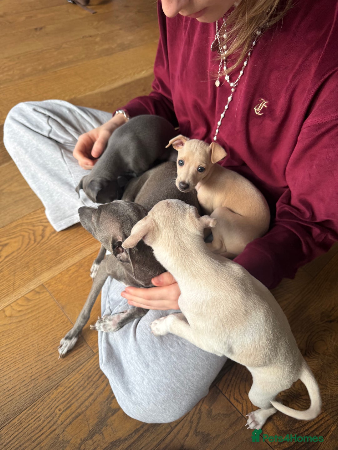Italian Greyhound dogs for sale: Stunning Tiny Cream Boy  - Image 6