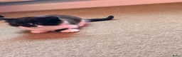 Mixed Breed cats for sale: Kittens for sale  - Advert 3