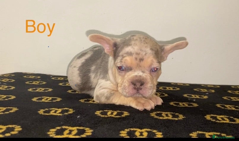 French Bulldog dogs Beautiful French Bull Dog Puppies - Advert 2