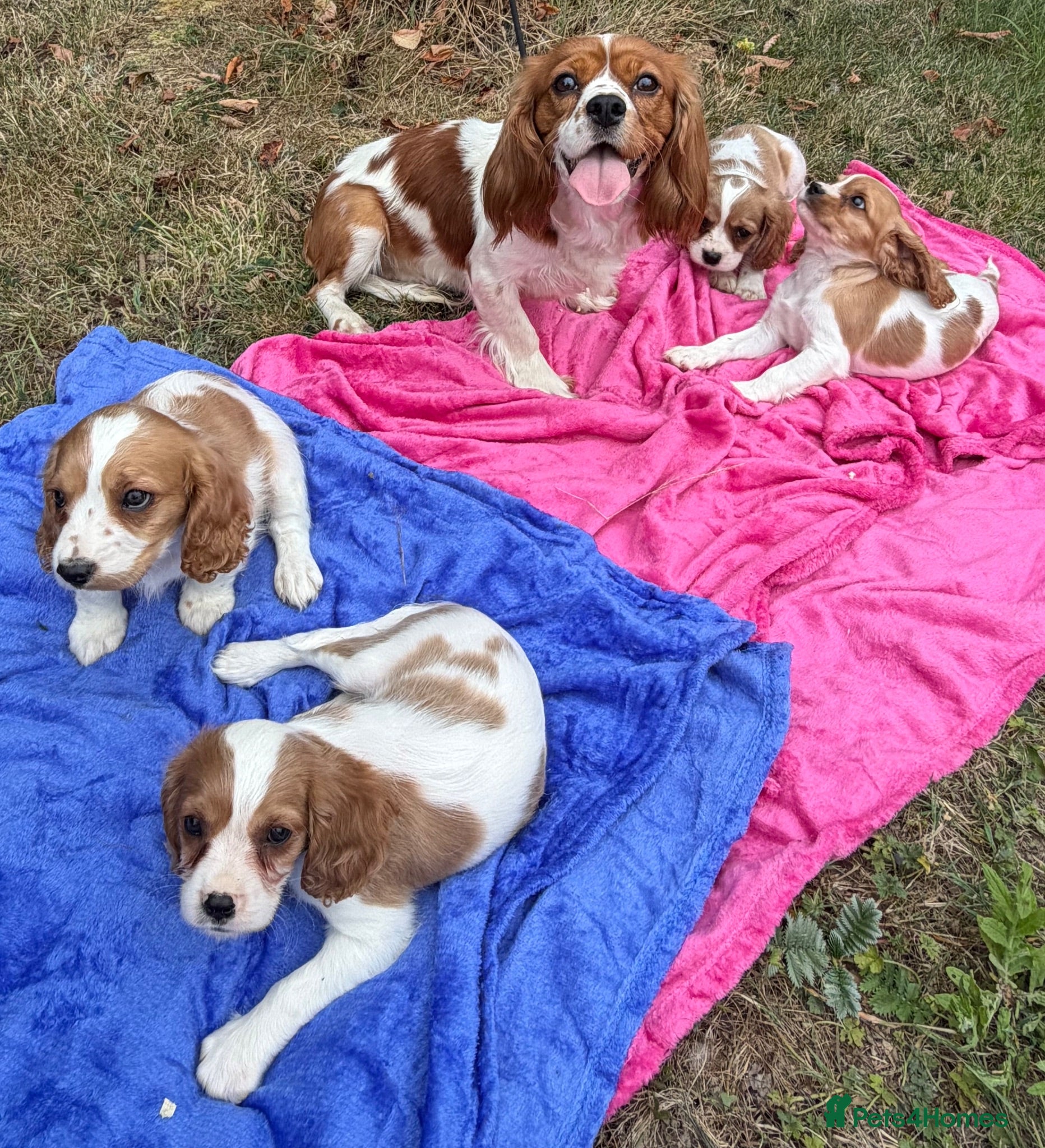 Cavalier King Charles Spaniel dogs Cavalier King Charles puppy’s Blenheim ready now  - Advert 2