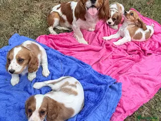 Cavalier King Charles Spaniel dogs Cavalier King Charles puppy’s Blenheim ready now - Advert 5