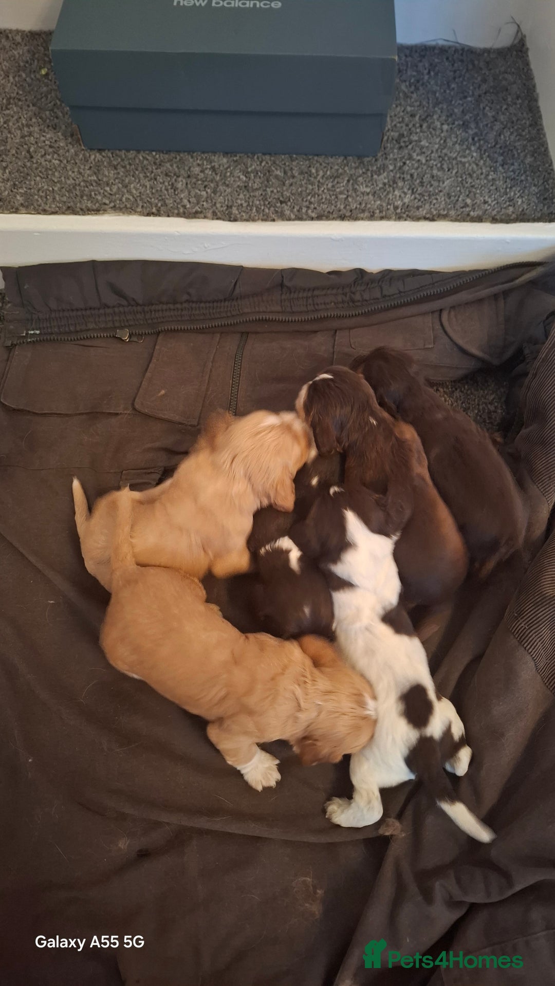 American Cocker Spaniel dogs for sale: American cocker spanials  - Advert 2