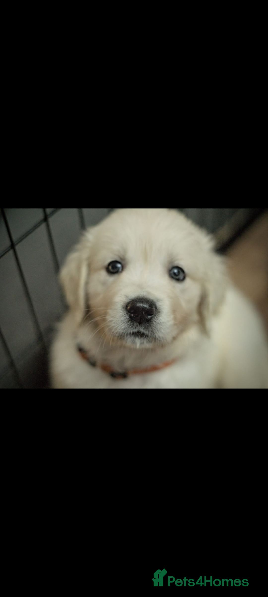 Golden Retriever dogs for sale: Golden retriever puppies for sale  - Advert 8