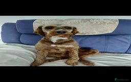 Cockapoo dogs for stud: Handsome Cockapoo for stud - Image 3