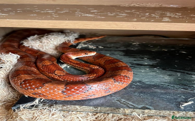 Corn Snake reptiles - Advert 6