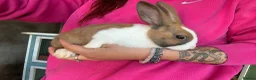Dutch rabbits for sale: Baby Dutch Bunnies 9 Weeks old  - Advert 3