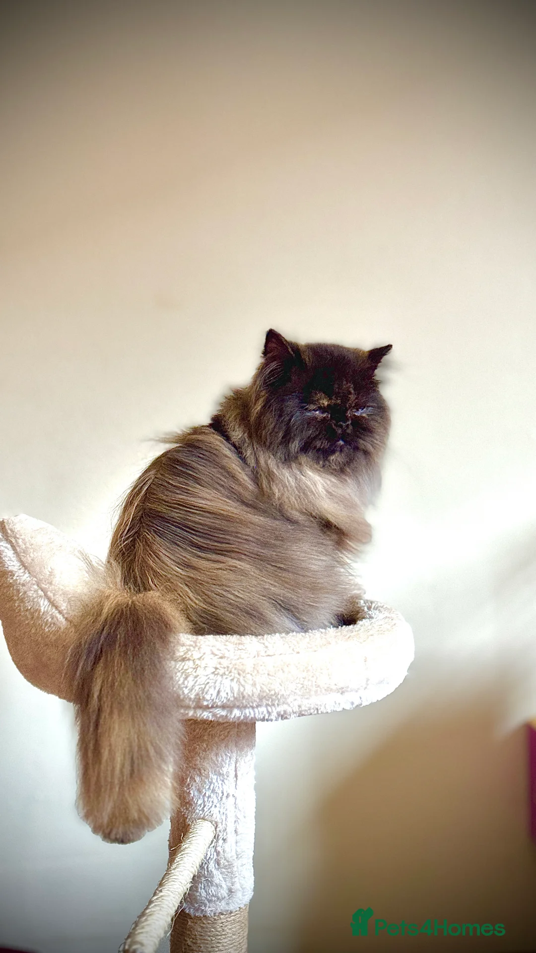 Persian cats for sale: 1 year old Females  - Advert 6