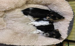 Yorkshire Terrier dogs for sale: York puppies for sale - Image 26