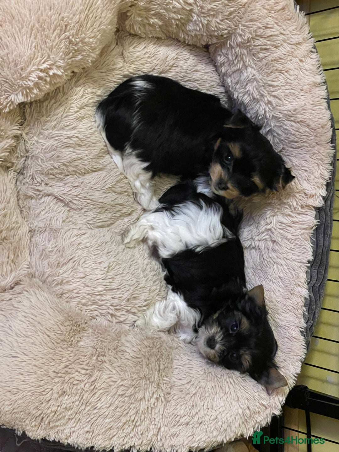 Yorkshire Terrier dogs for sale: York puppies for sale - Image 26