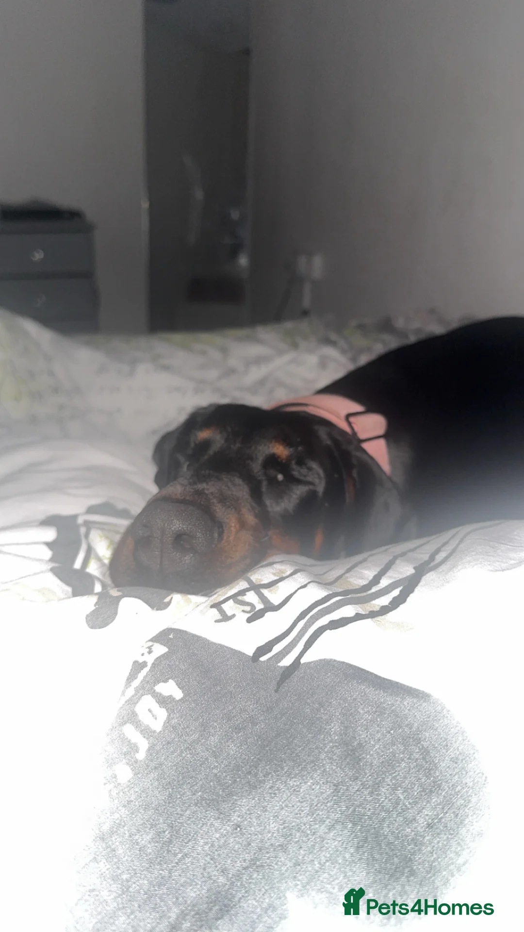 Dobermann dogs for sale: 2 year old female Doberman  - Advert 2