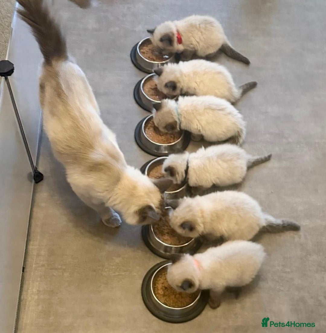 Ragdoll cats for sale: GCCF Exceptional Pedigree Ragdolls 🌸 - Advert 34