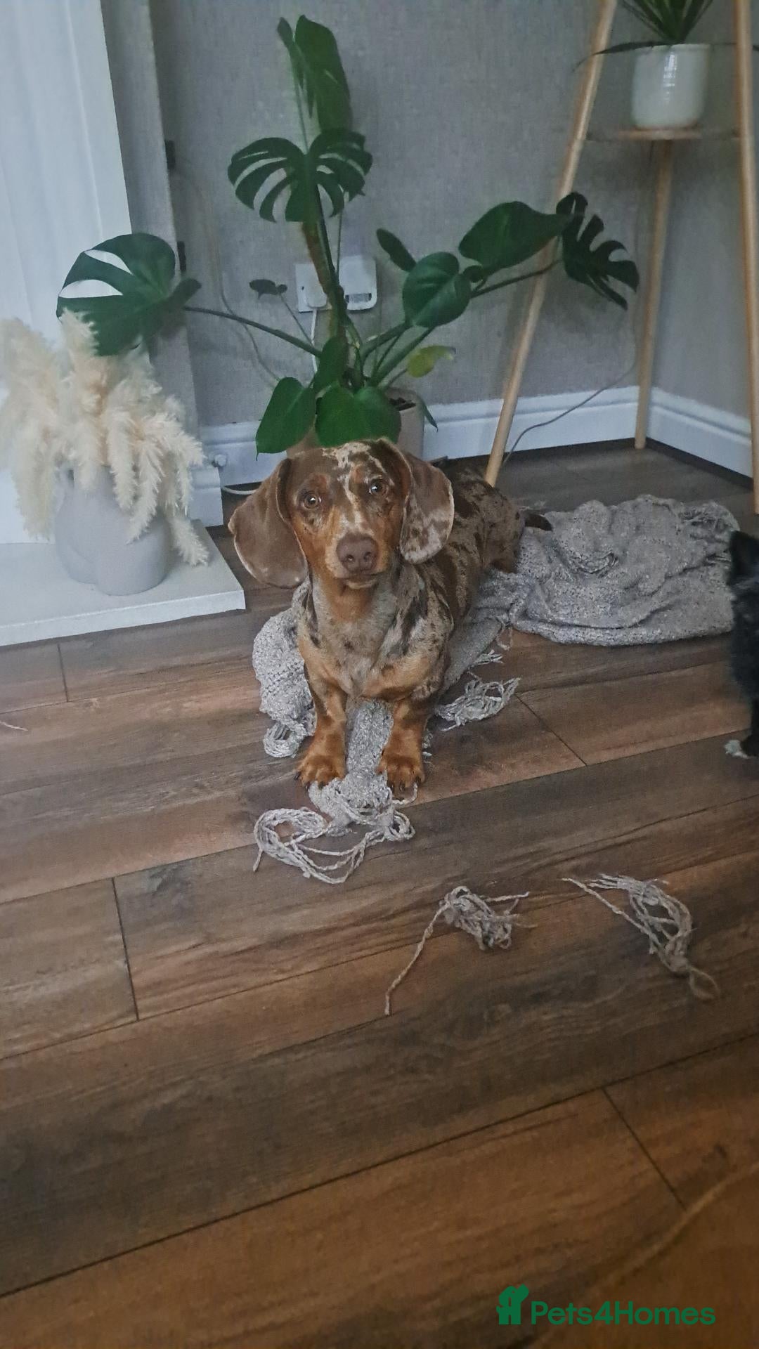 Dachshund dogs Derek the dapple, 10 months - Advert 7