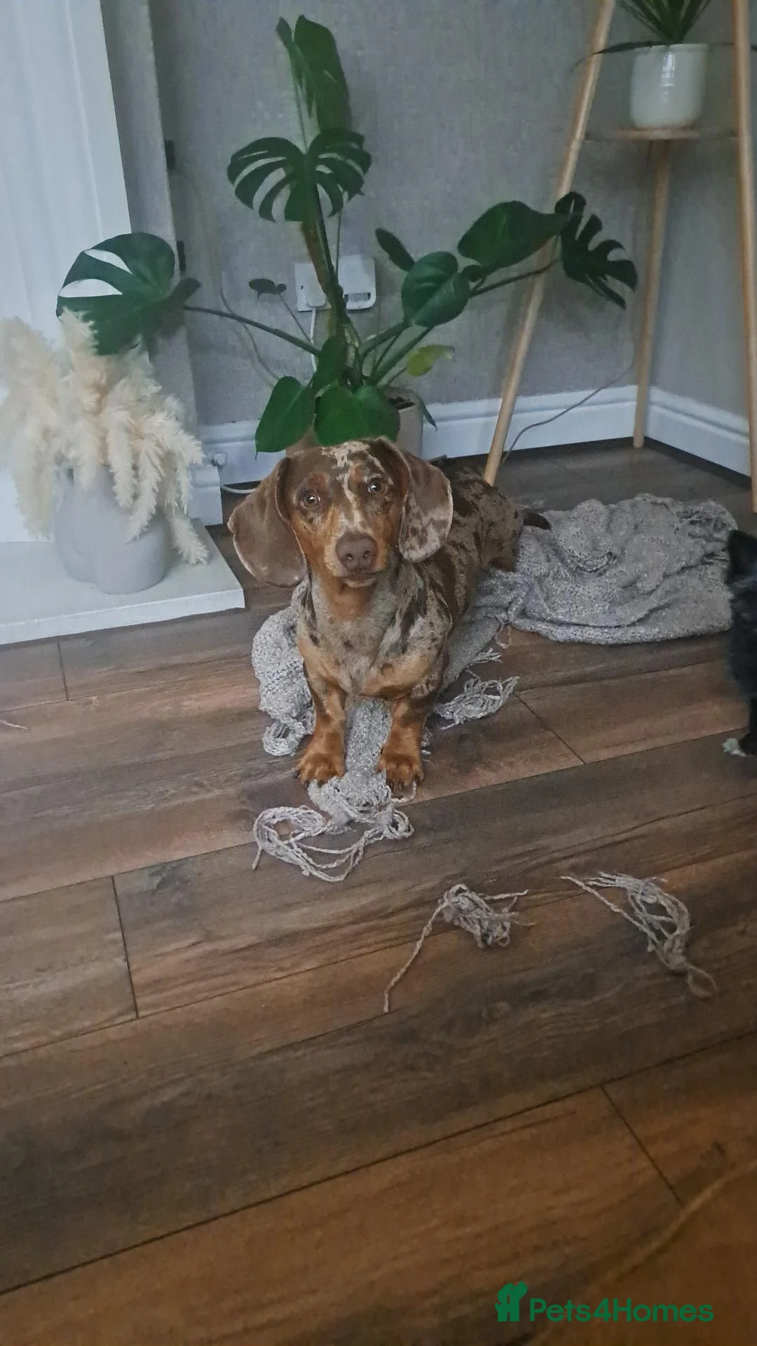 Dachshund dogs for sale: Derek the dapple, 10 months in Wirral - Advert 1