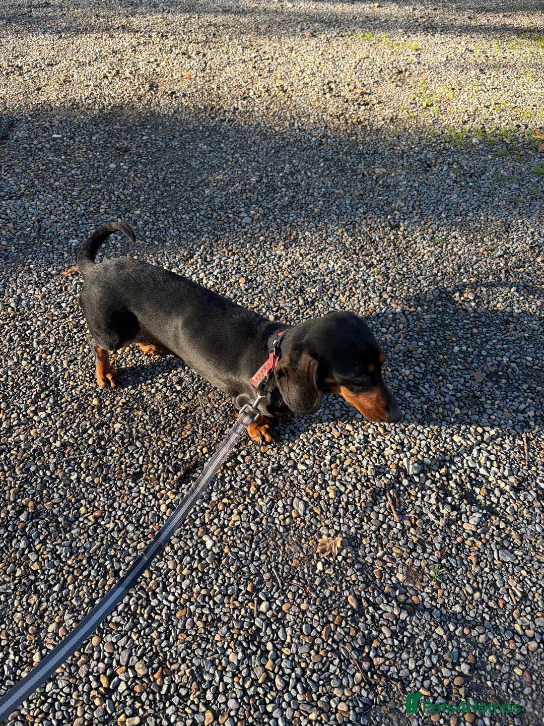 Dachshund dogs for sale: Three beautiful dachshund’s  - Advert 12