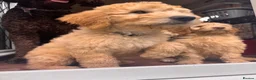 Australian Labradoodle dogs for sale: Last 2 Adorable Australian Labradoodles - Advert 8