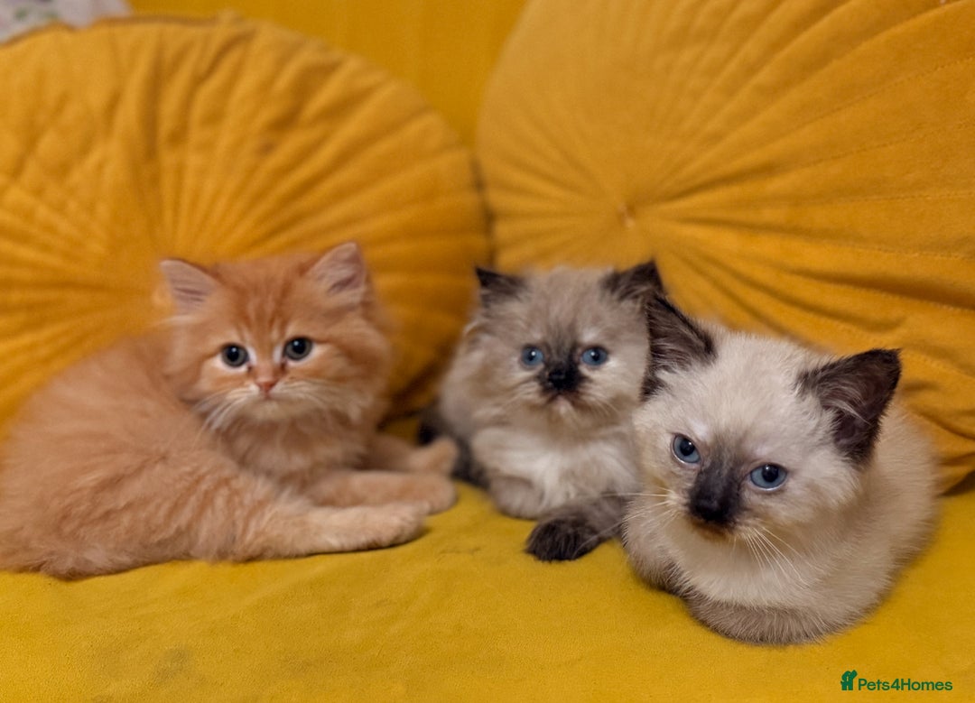 Mixed Breed cats for sale: Ragdoll X Persian kittens  - Advert 8