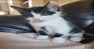 Turkish Angora cats - Advert 9