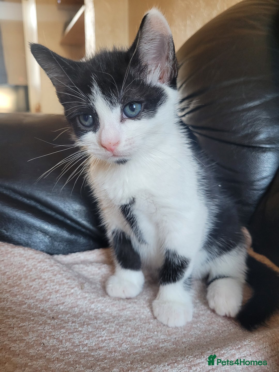 Turkish Angora cats for sale: Pure Turkish Angora - Image 3