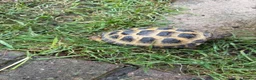Tortoise reptiles for sale: Male horsefield tortoise in Bristol - Advert 3