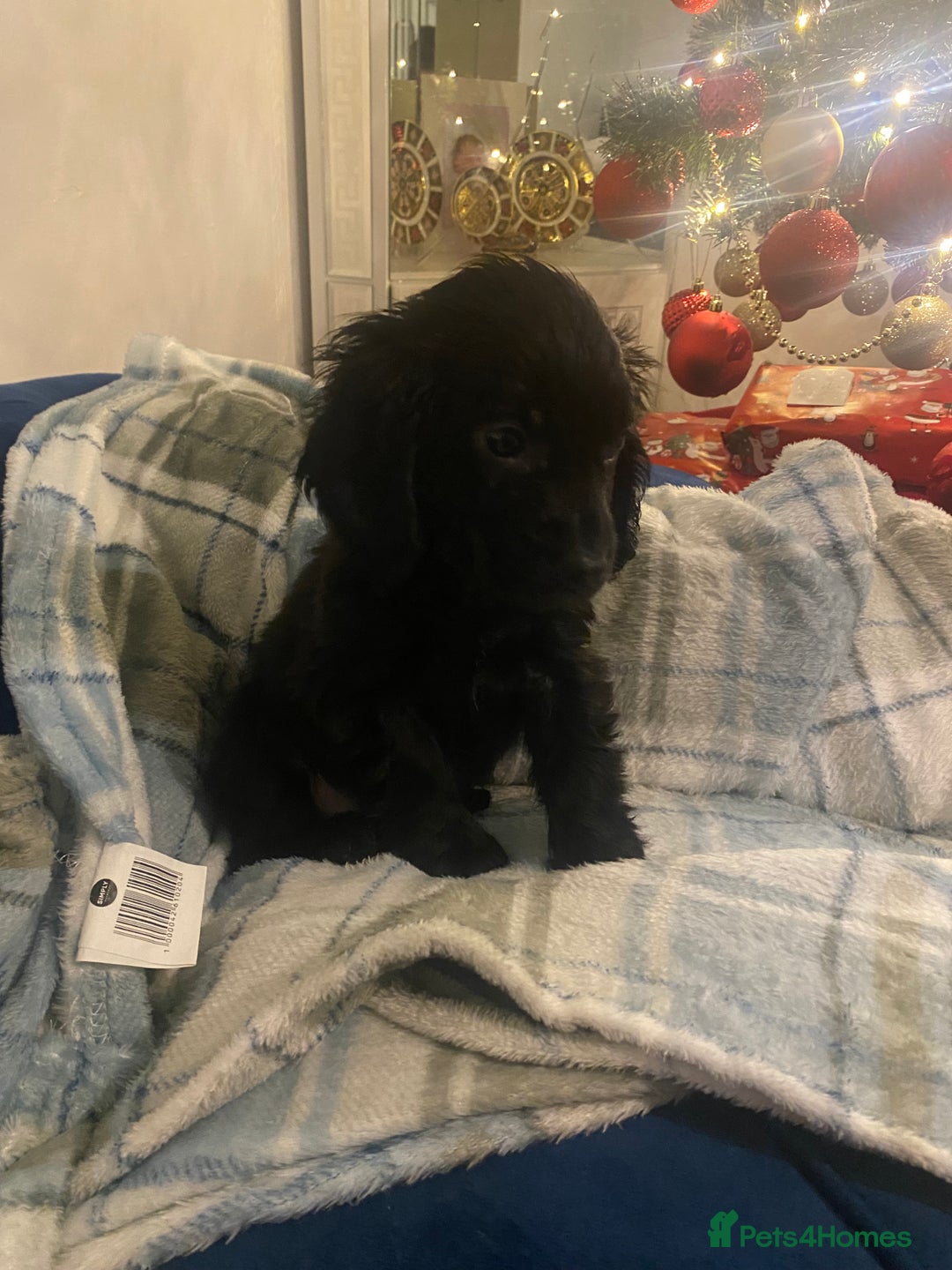 Cocker Spaniel dogs for sale: Show type - Advert 11