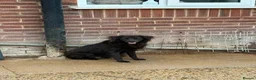 Mixed Breed dogs for adoption: Pippa - Norwich Norfolk  - Advert 12