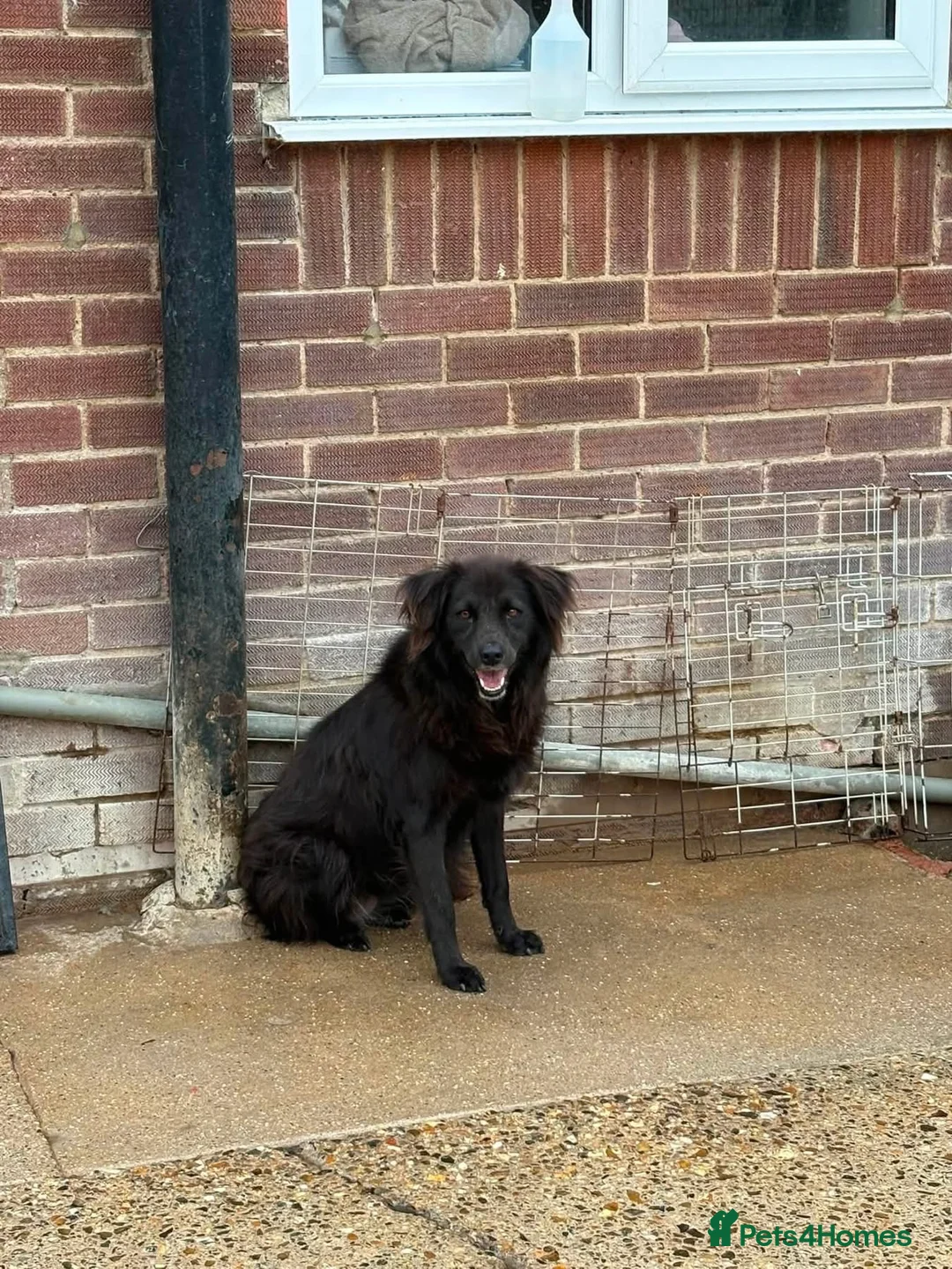 Mixed Breed dogs for adoption: Pippa - Norwich Norfolk  - Advert 12