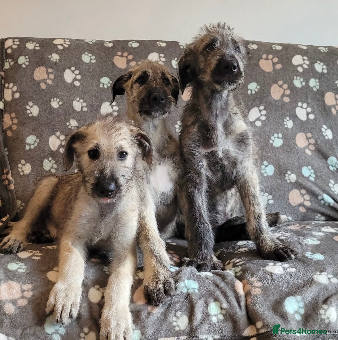 Irish Wolfhound dogs Health Tested, KC Reg Irish Wolfhounds  - Advert 1