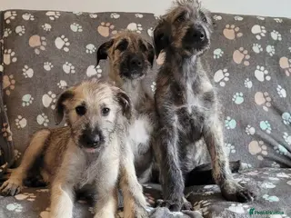 Irish Wolfhound dogs Health Tested, KC Reg Irish Wolfhounds - Advert 1