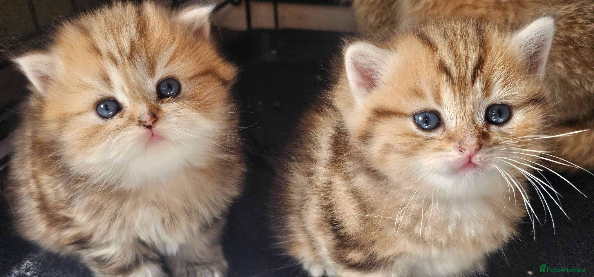 British Shorthair cats Bsh GOLDEN Chunky Kittens🐱 - Advert 1