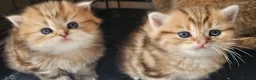 British Shorthair cats for sale: Bsh GOLDEN Chunky Kittens🐱 - Advert 1