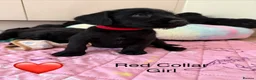 Miniature Schnauzer dogs for sale: Miniature Schnauzers X Pups **Ready Now** - Advert 10