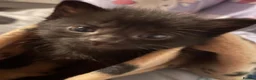 Mixed Breed cats for sale: Stunning hand reared boy! - Advert 7