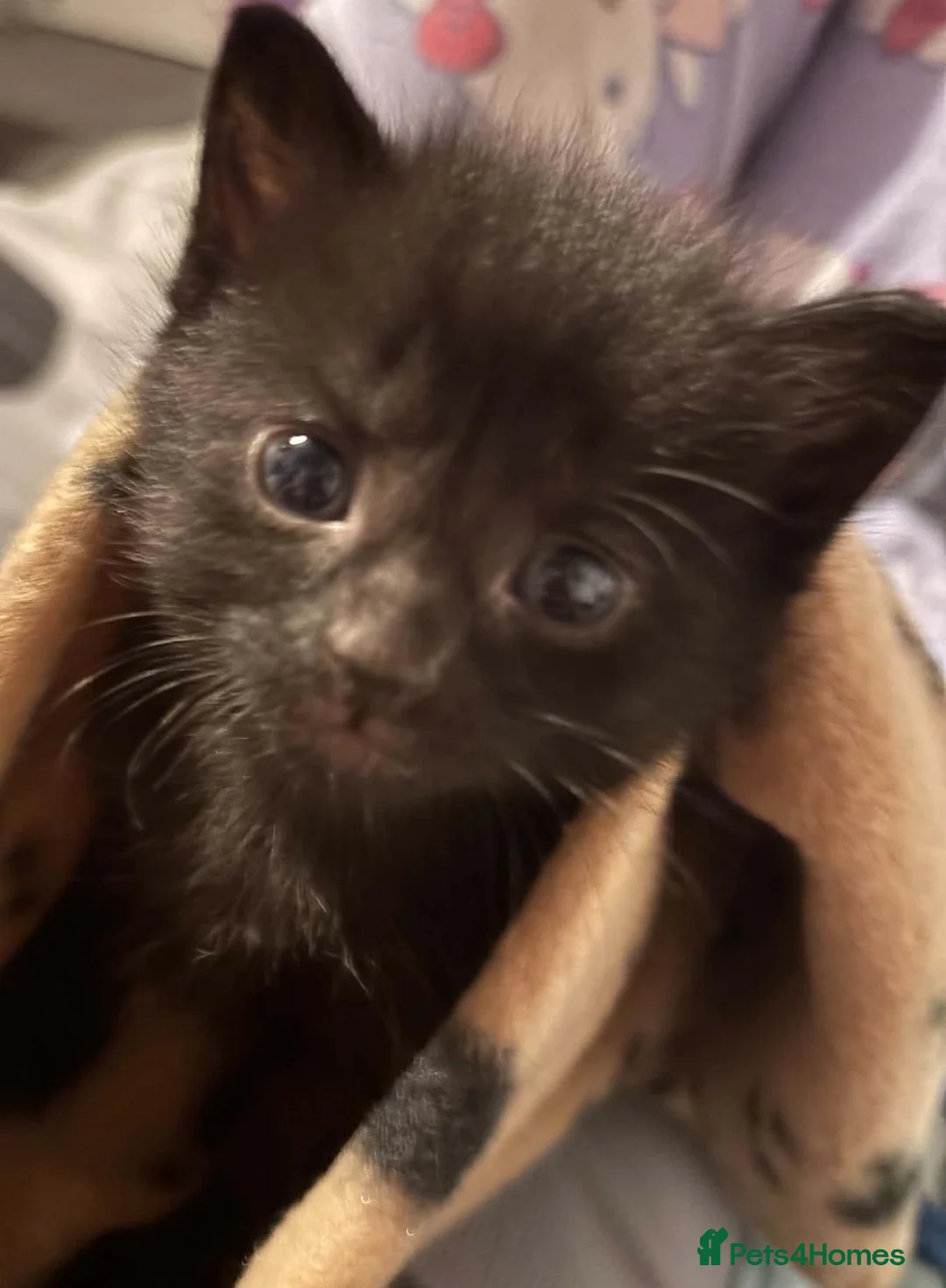 Mixed Breed cats for sale: Stunning hand reared boy! - Advert 7