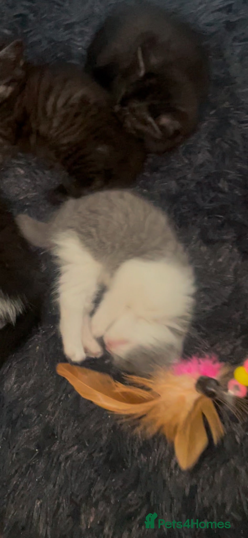 Mixed Breed cats BBSH mixed breed 5 kittens grey black white grey  - Advert 1
