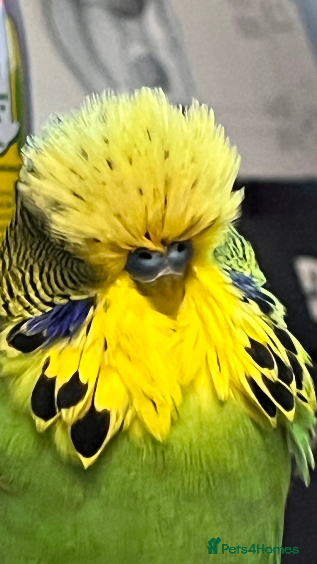 Budgerigars birds for sale: Male Exhibition budgie for sale - Advert 5
