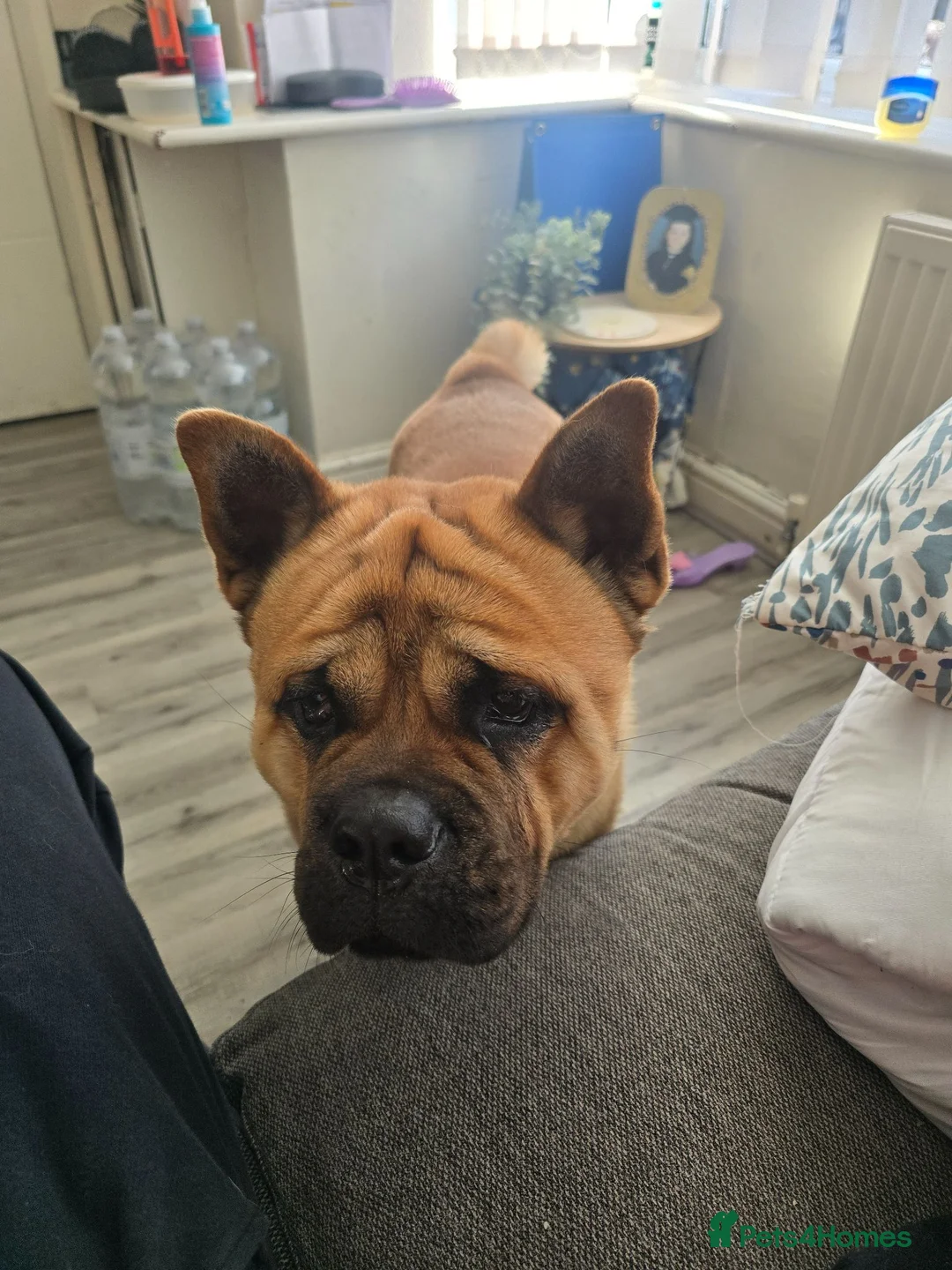 Mixed Breed dogs for sale: Bear ( free to take away from tomorrow) - Advert 3