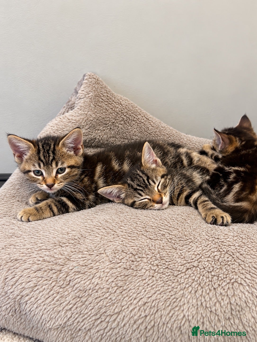 Mixed Breed cats 🐾 Beautiful Tabby x British Shorthair Kittens 🐾 - Advert 2
