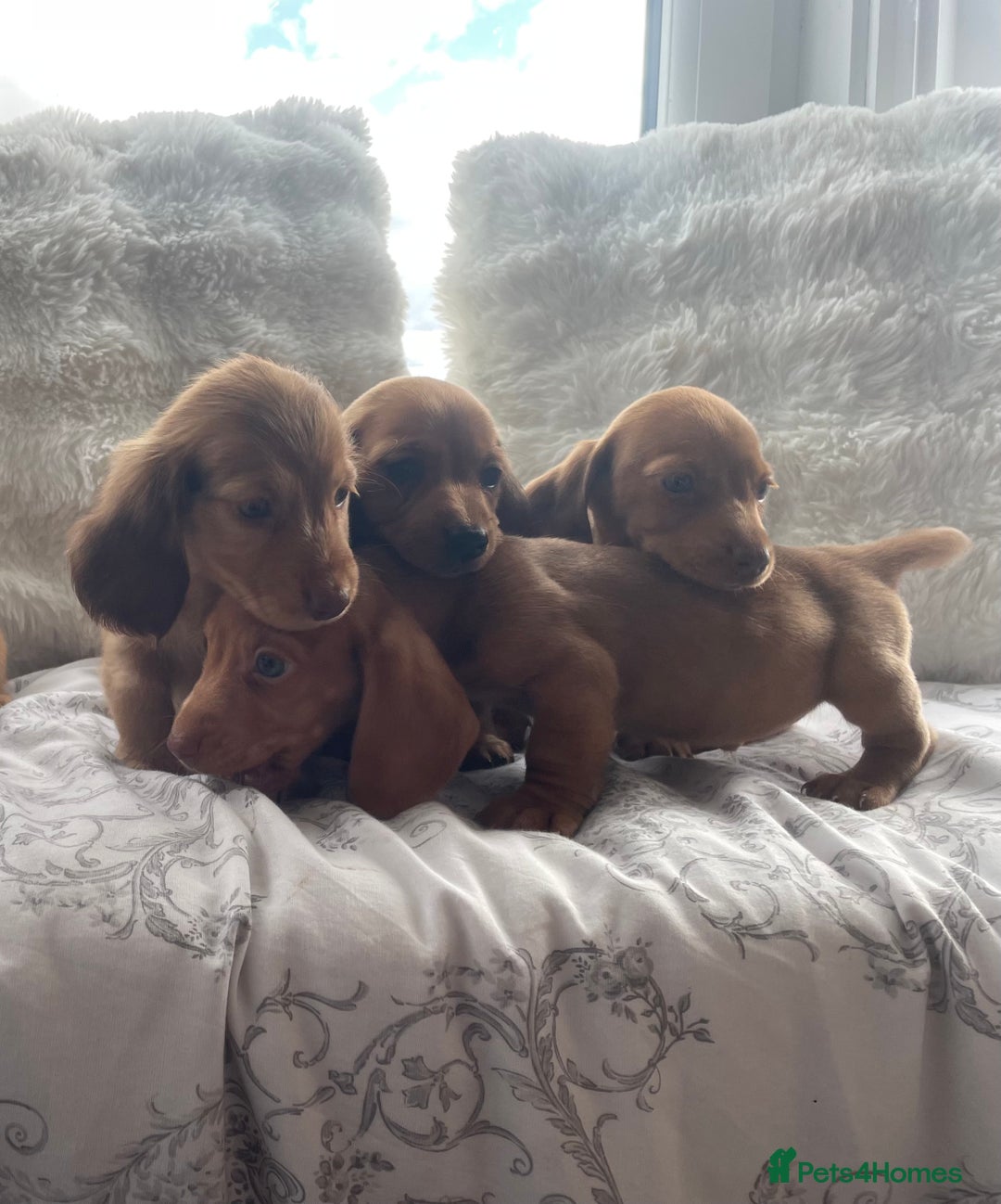 Miniature Dachshund dogs for sale: Ready to leave Miniature dachshunds - Image 7