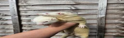 Ferret rodents for sale: 2 albino jills  - Advert 17